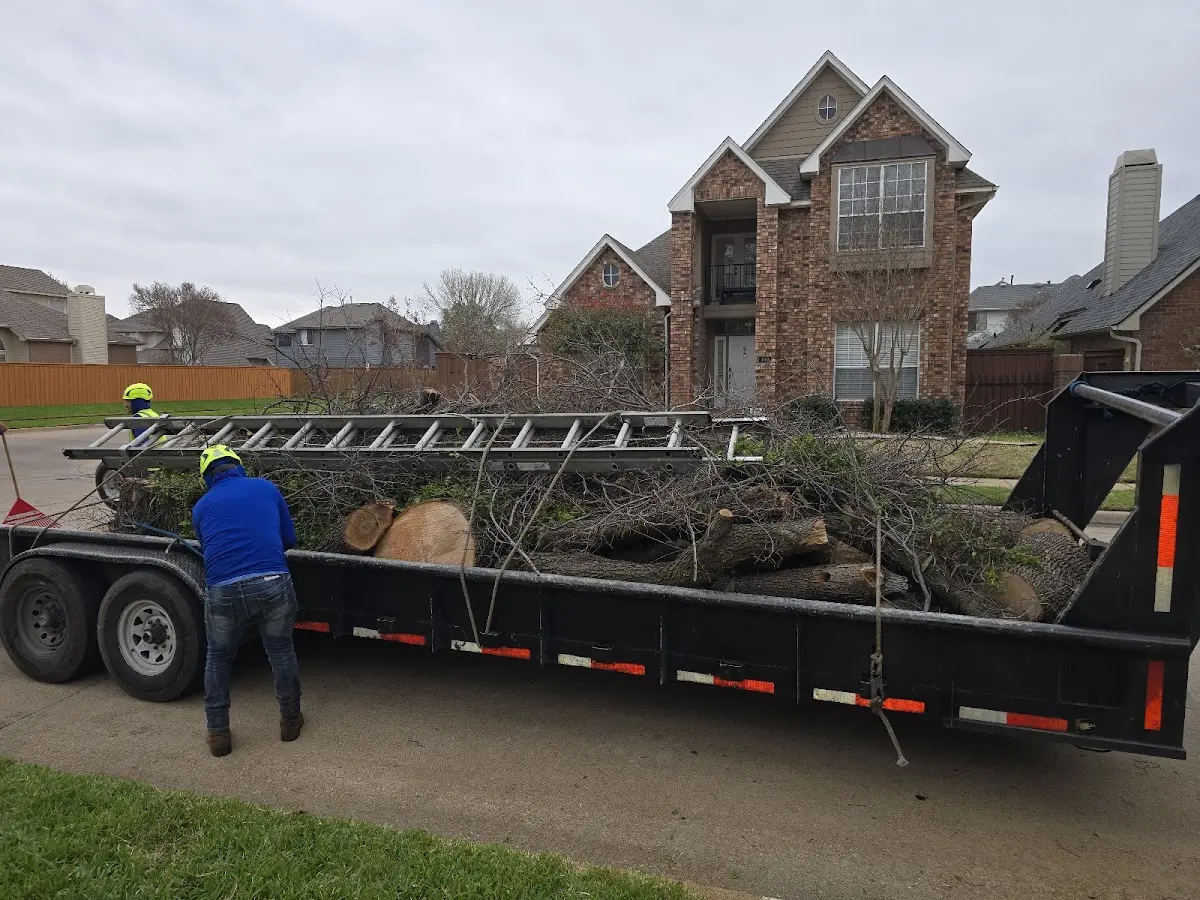 Expert Tree Pest Control with proper safety equipment in Ripley